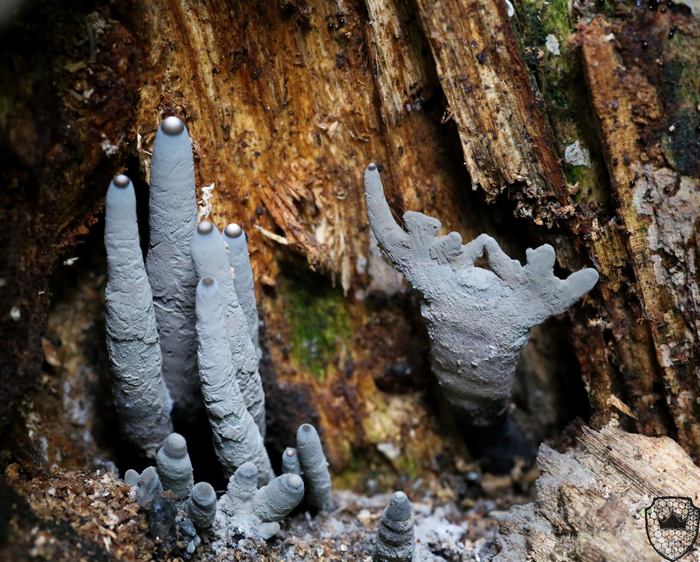    <!--noindex--><a href="https://pikabu.ru/story/paltsyi_mertvetsa_13352954?u=http%3A%2F%2Fcrowninshieldphotography.com&t=crowninshieldphotography.com&h=8707fe10456162d78b87ab554310d9fb7652ae3c" title="http://crowninshieldphotography.com" target="_blank" rel="nofollow noopener">crowninshieldphotography.com</a><!--/noindex-->.