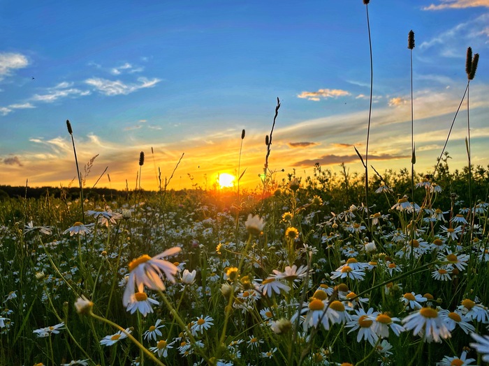 Ромашкополе)