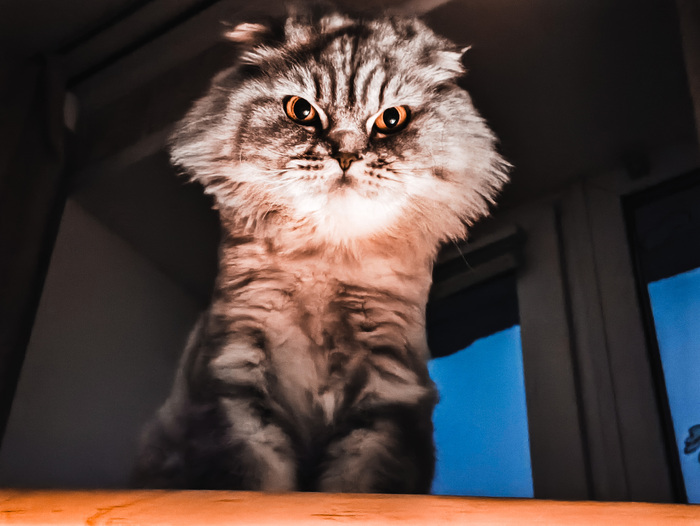 Ответ на пост «Все котов постят вот и я запощщу»