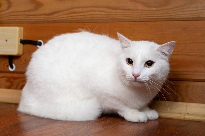 Белоснежная кошечка Перл ищет Дом!