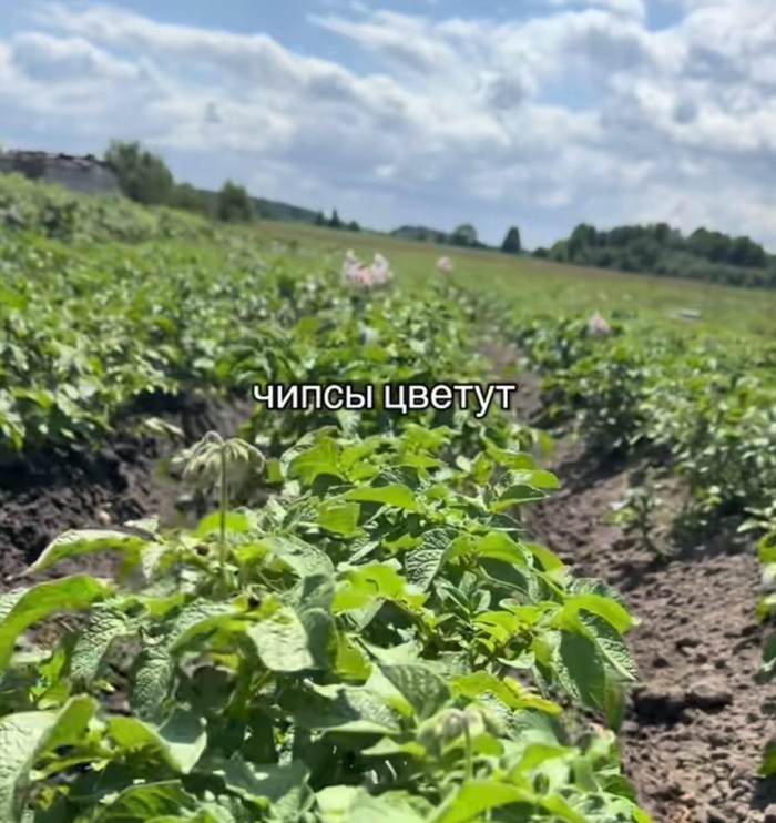 Белорусские сухофрукты