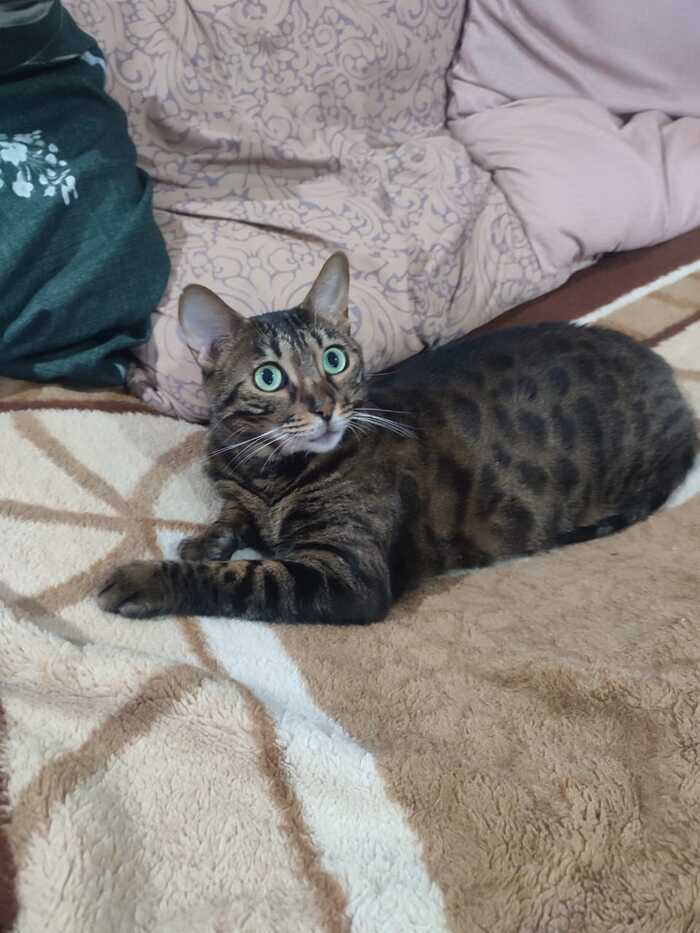 Ответ на пост «Все котов постят вот и я запощщу»