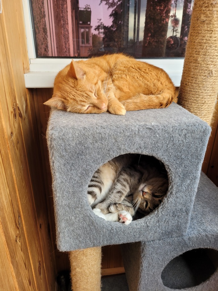 Ответ на пост «Все котов постят вот и я запощщу»