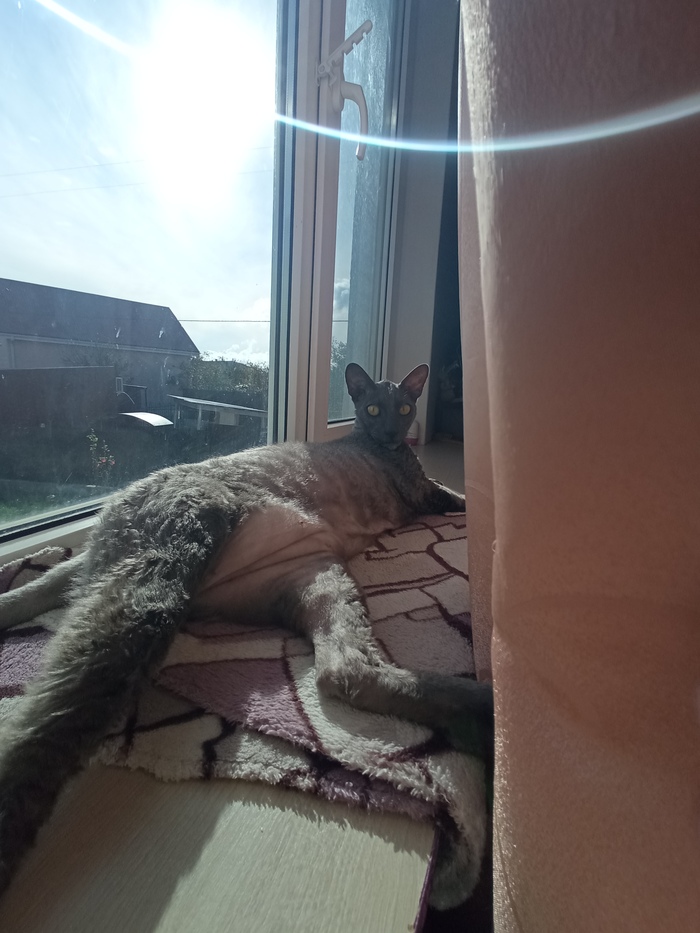 Ярость Небес, плюшевая жопа и просто Ирис