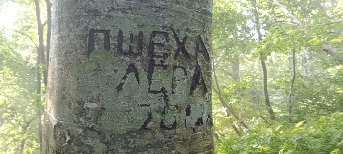 Неподалёку от озера дерево с надписью