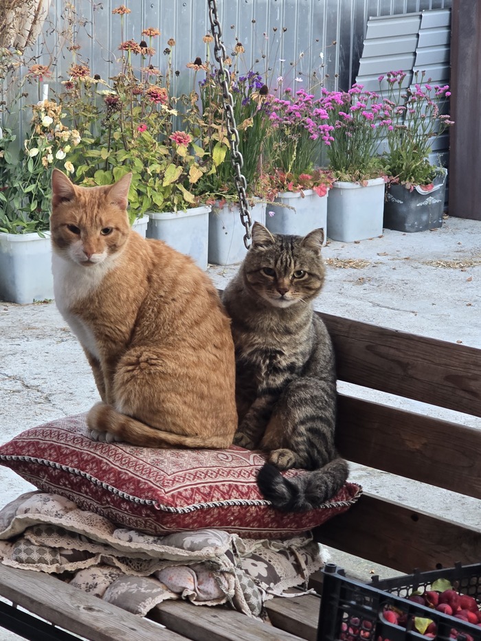 Ответ на пост «Все котов постят вот и я запощщу»