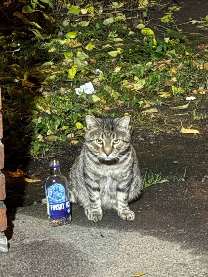 Встретил во дворе кота, послал меня за второй.