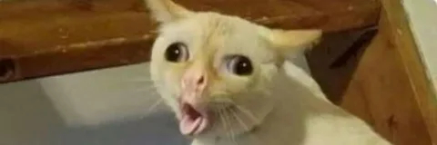 Ответ Cherepahuy в «Все котов постят вот и я запощщу»