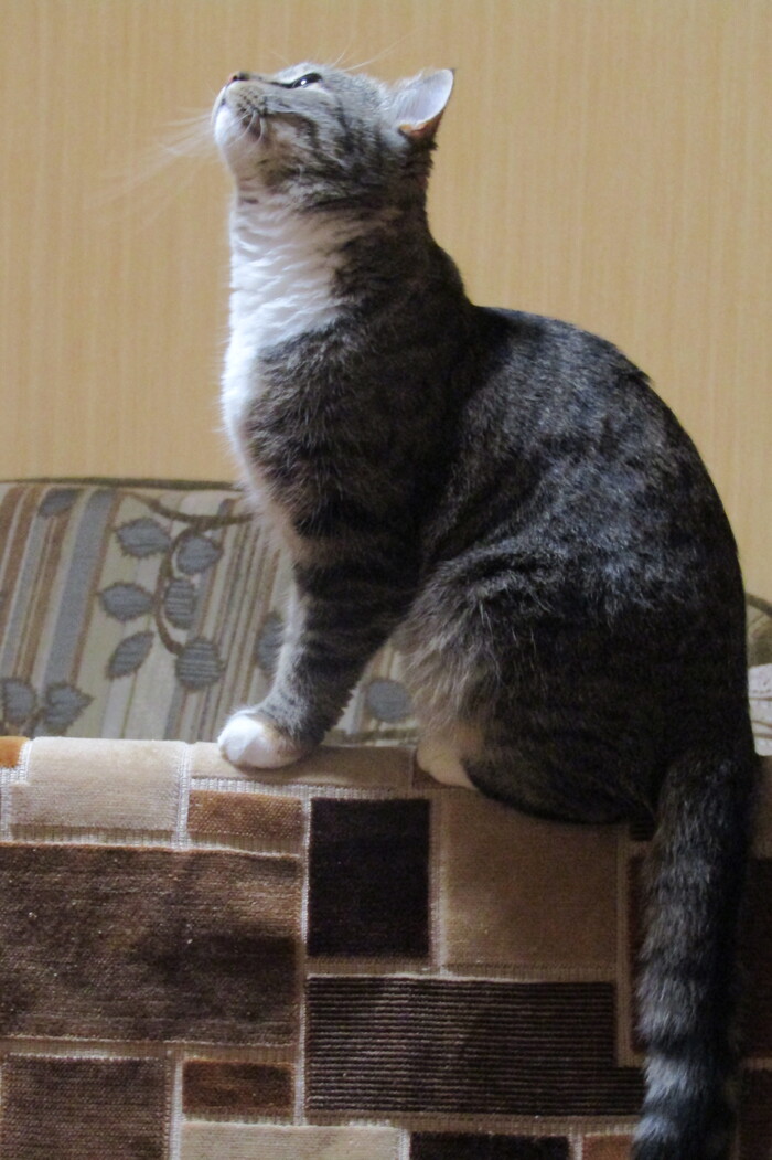 <a href="https://pikabu.ru/story/est_li_zhizn_na_marse_13356785?u=https%3A%2F%2Fpikabu.ru%2Fstory%2Figrovoy_kompleks_dlya_koshek_made_in_the_ussr_2chast_13355320&t=%D0%98%D0%B3%D1%80%D0%BE%D0%B2%D0%BE%D0%B9%20%D0%BA%D0%BE%D0%BC%D0%BF%D0%BB%D0%B5%D0%BA%D1%81%20%D0%B4%D0%BB%D1%8F%20%D0%BA%D0%BE%D1%88%D0%B5%D0%BA%20made%20in%20the%20USSR.%26quot%3B%202%D1%87%D0%B0%D1%81%D1%82%D1%8C&h=9ff9e55435bf104b3f4a5a22ea620a1b87201894" title="https://pikabu.ru/story/igrovoy_kompleks_dlya_koshek_made_in_the_ussr_2chast_13355320" target="_blank">    made in the USSR.&quot; 2</a>