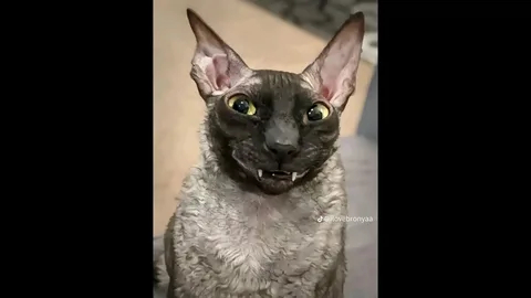 Коты, это кхорниты