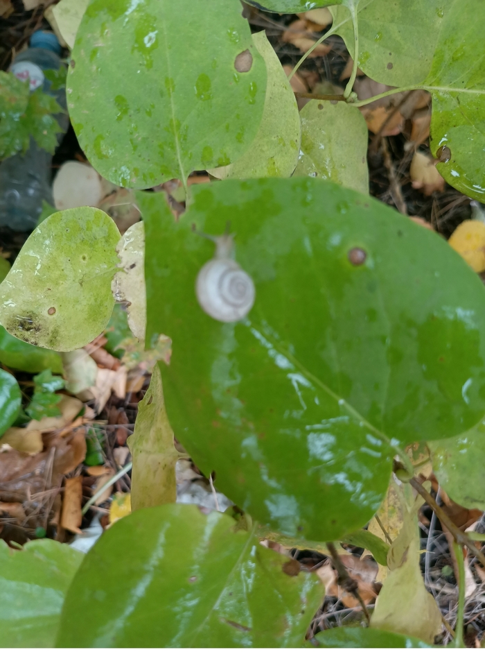 Ответ на пост «Милоты вам в ленту...»