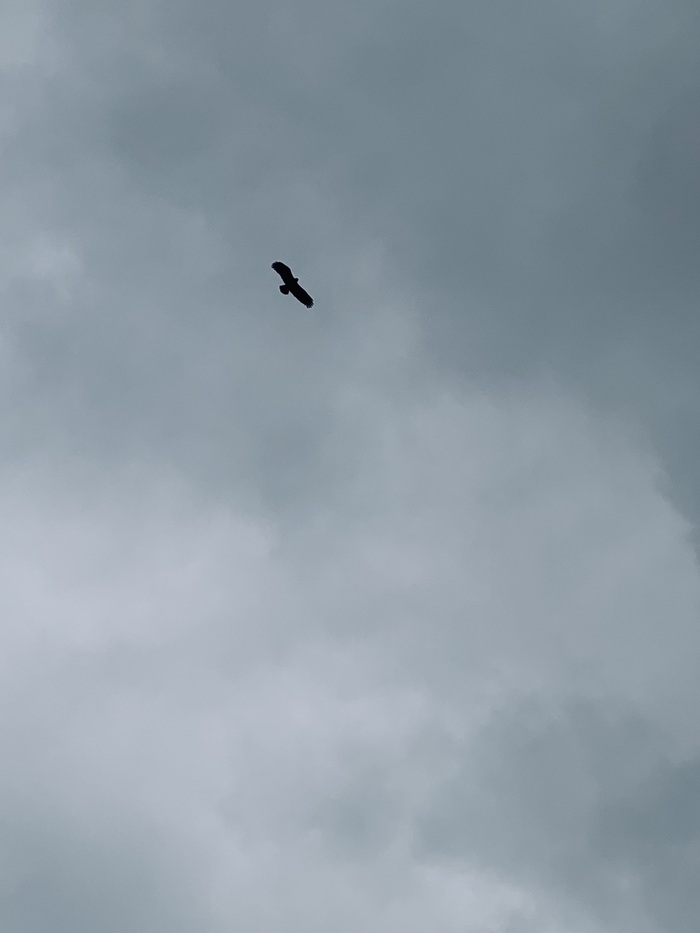 В поисках еды