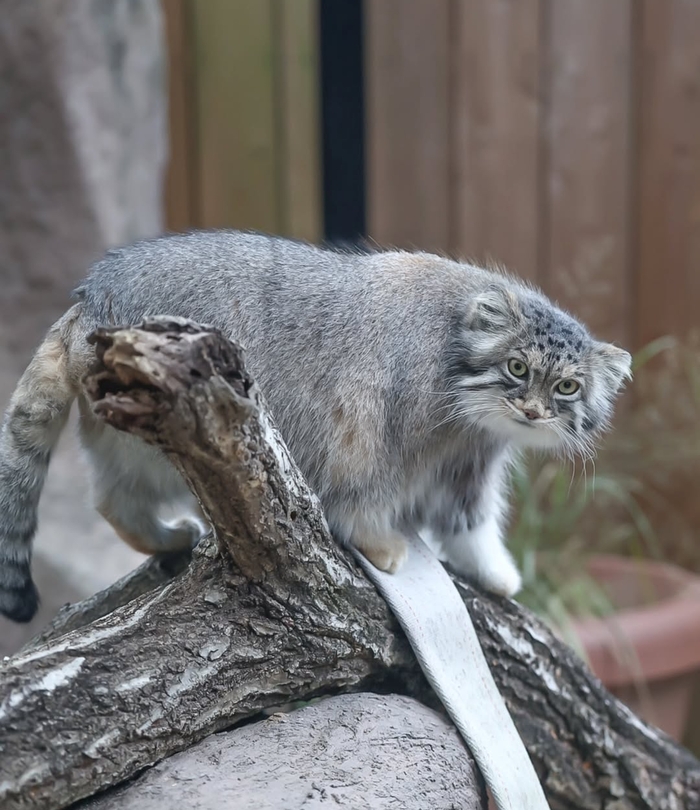 Задумчивая