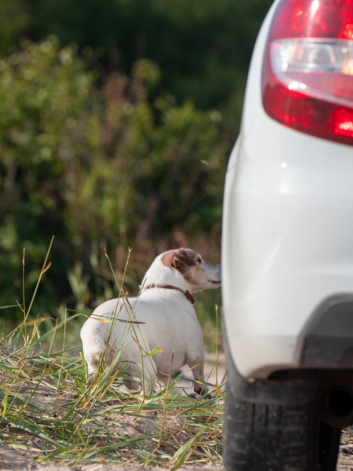 Жора убегающий в машину
