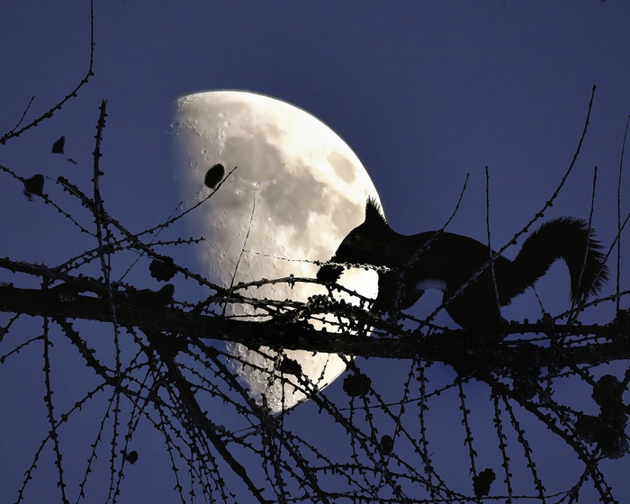 .  SilvanoCosta   Pixabay