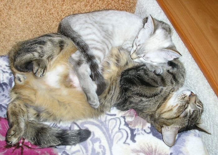 Мирное-мурчащее