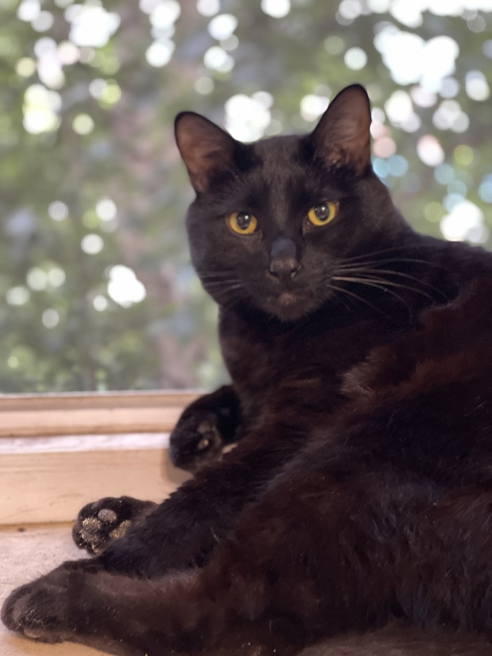 Мой Базилио. На редкость шкодливая сущность