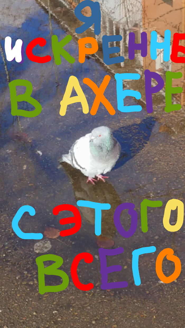 Встретил сегодня голубя, с которым себя отождествляю