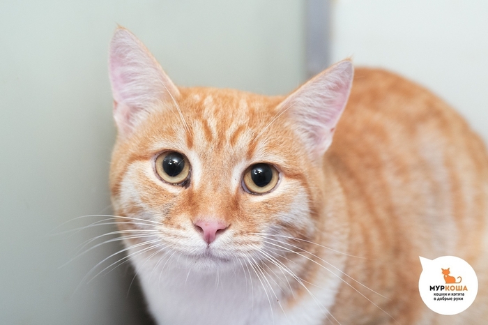 Кот Амаретто, 1 год, найден на улице.