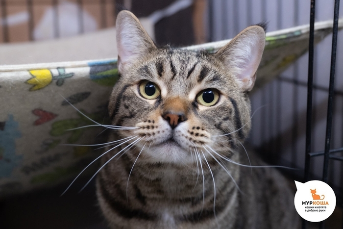 Кот Парсифаль, 3 года, найден в заброшенном доме. Диагностирован ВЛК. Пристраивается единственным котиком или в семью с кошками-носителями ВЛК. Обращаем внимание, что ВЛК не опасен для человека и животных других видов и не передаётся им.