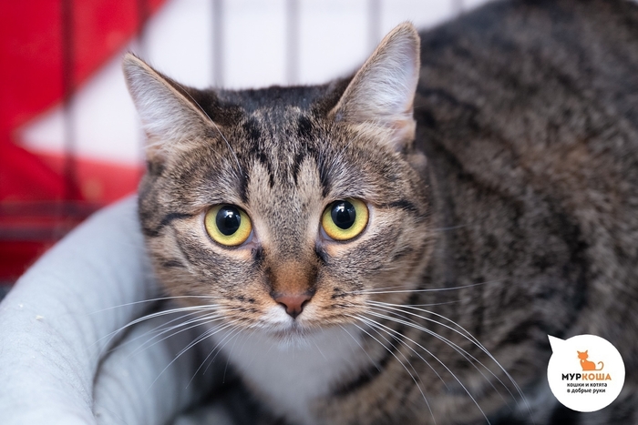 Кошка Каталина, 1 год, нашли на улице.