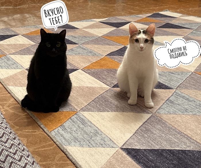 Кошочки сыты, ели рыбов.