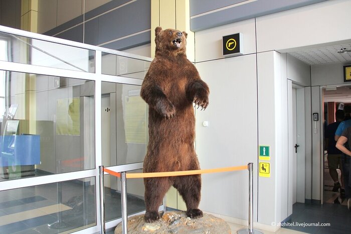 В аэропорту Анадыря прибывающих встречает чучело огромного бурого медведя - сразу понимаешь, что приехал в особый край