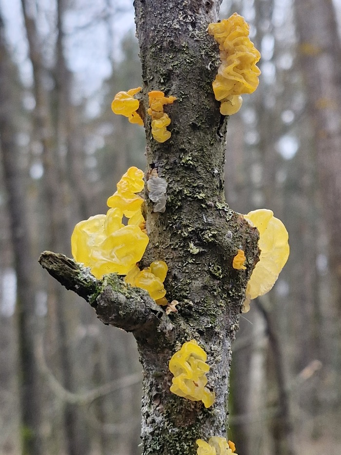 Говорят, эта штука съедобна даже в сыром виде.