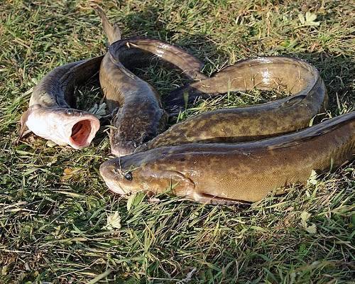 Ловля налима осенью