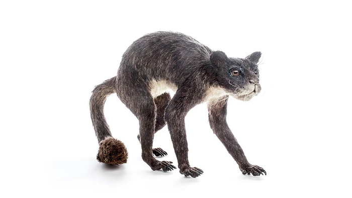   (Plesiadapis),     ,     .     ,   ,      .