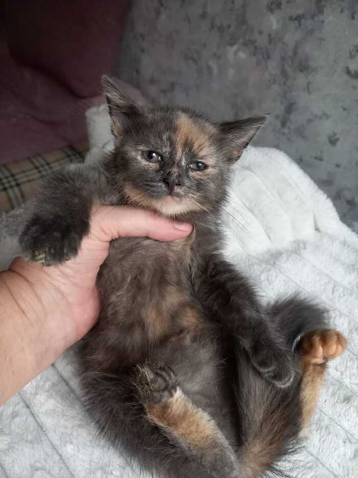 Гуашь - четвёртый котёнок