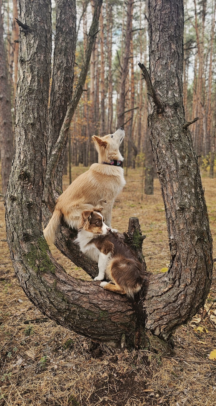 Собачий ренессанс
