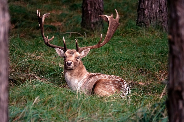 У них недавно был период гона, бились они нещадно своими ветвистыми отростками, а после битвы - милое дело отдохнуть на мягкой траве. Фото сделано в заповеднике Амстердамские водохранилища.