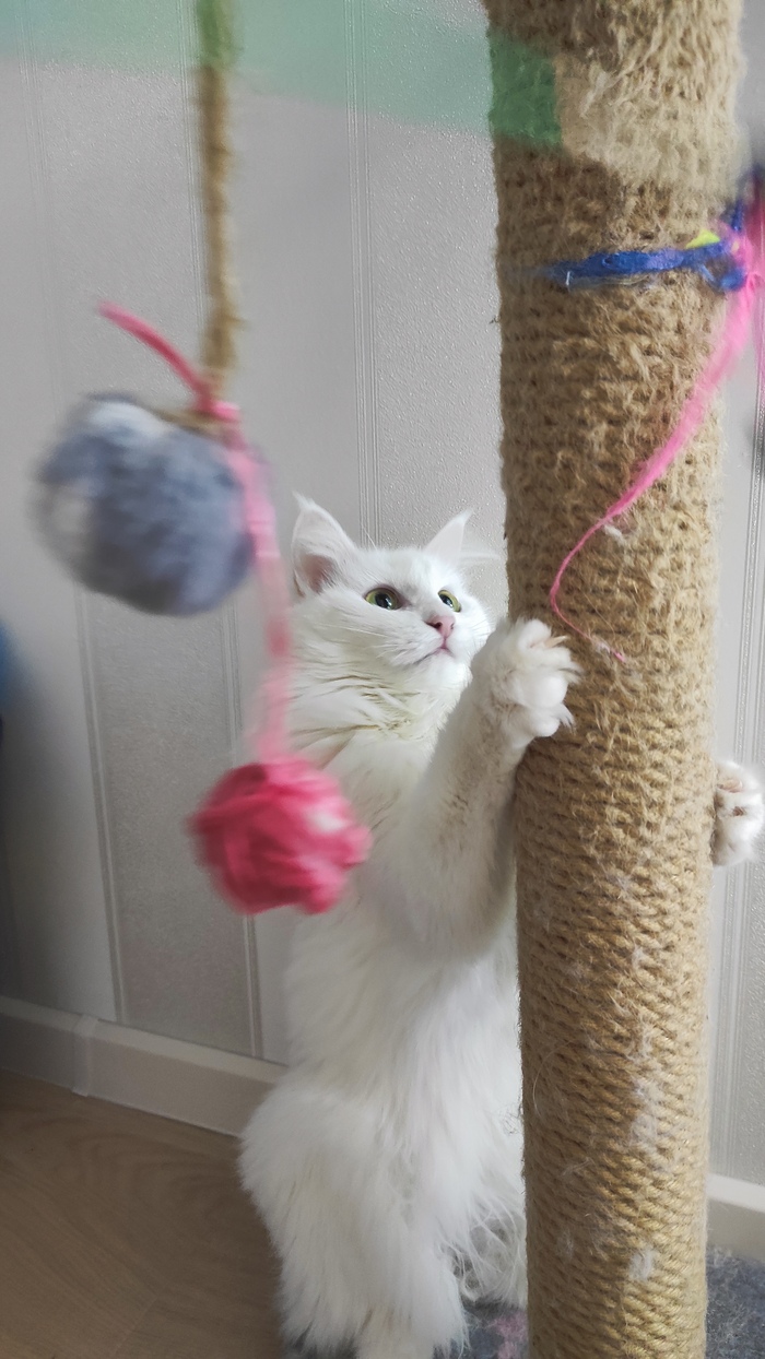 Просто Кошка. Играется