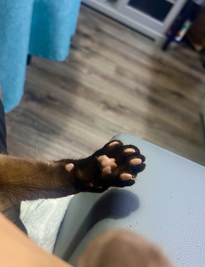 Моя лапочка)))