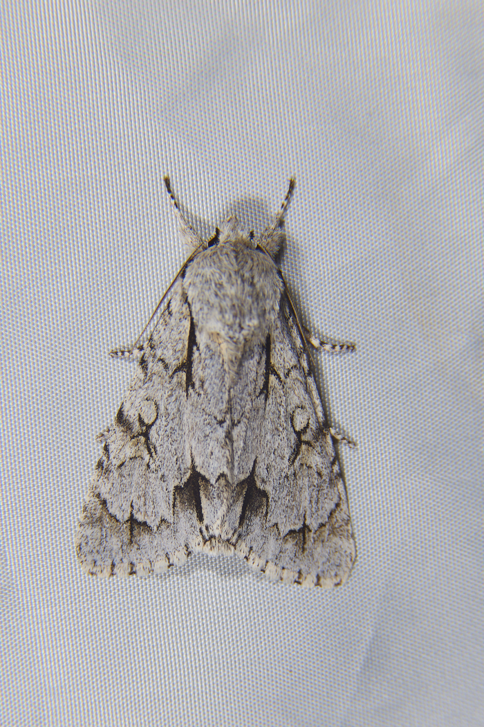 Acronicta psi - Стрельчатка пси. Тоже крупненькая и часто сметает всё что сидело до этого не экране :)