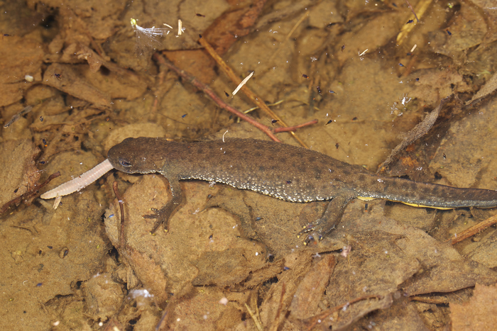 Был с фонариком и в какой-то момент долго копошился в прибрежной грязи. А когда случайно глянул в воду, увидел что на свет пришло очень много тритонов Triturus cristatus (Тритон Гребенчатый). Это кажется самочка. А самец с гребнем ниже.