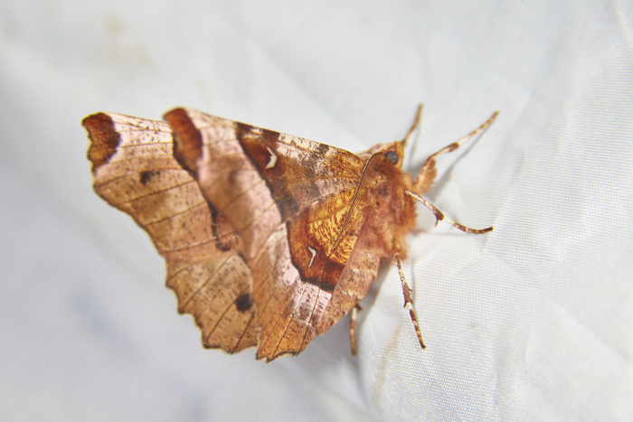 Первой попалась Selenia tetralunaria - Пяденица Четырёхлунная. У неё на каждом крыле снизу красивенький такой белый серп есть :)