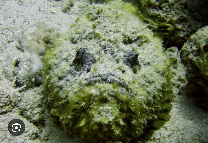 Рыба-камень