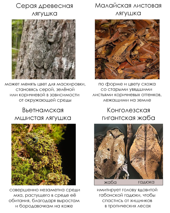 Школьные факты #63