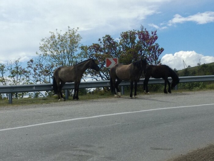 По дороге видел все виды домашней скотины: козы, коровы, лошади, овцы… главное успевай уворачиваться по дороге от них и продуктов их жизнедеятельности.