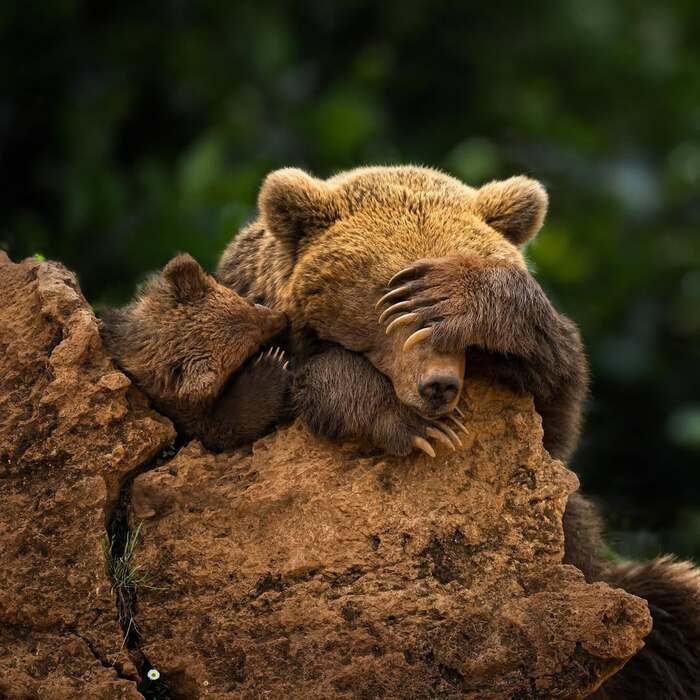 Когда ребёнок рассказывает неприличный анекдот