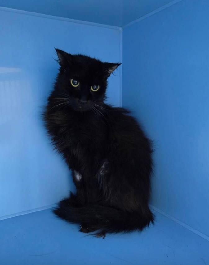 . ,   ,    ...    ,   ...