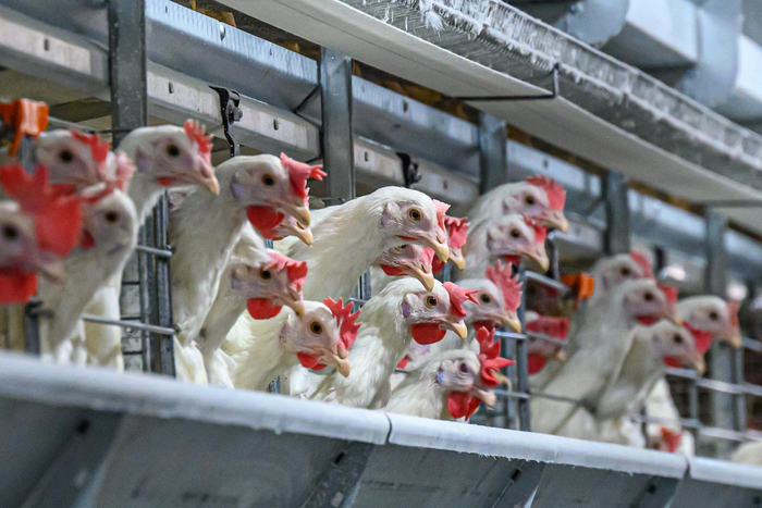 : Ը / <!--noindex--><a href="https://pikabu.ru/story/to_est_vvoz_yaits_zapretil_rosselkhoznadzor_a_vinovatyi_chekhi_l__logika_13377875?u=http%3A%2F%2FCHITA.RU&t=CHITA.RU&h=cda68c0576d32b075814efd994183bbf7e3c086f" title="http://CHITA.RU" target="_blank" rel="nofollow noopener">CHITA.RU</a><!--/noindex-->