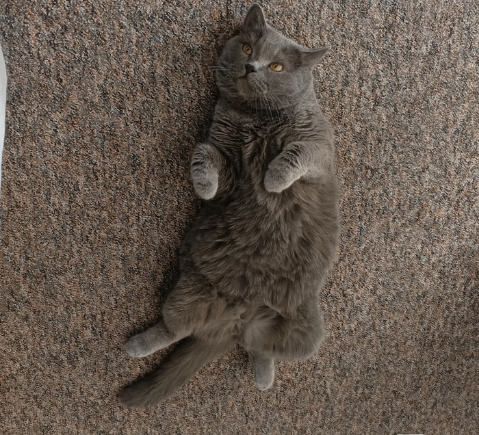 Ответ на пост «Покажи своего питомца!»