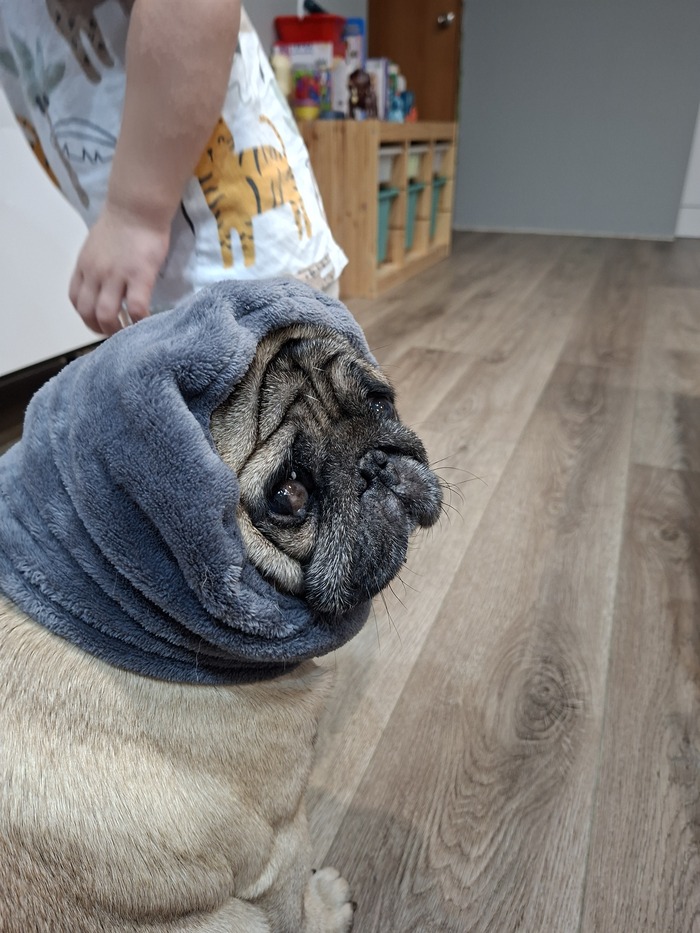 Покажи своего питомца!