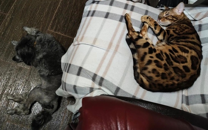 Котопробник леопарда и собаченька с прической льва.