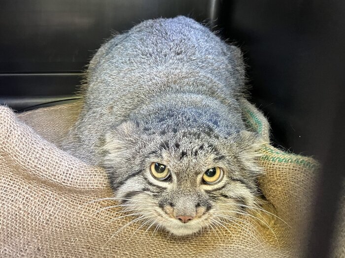 Я вам всем лицо обглодаю