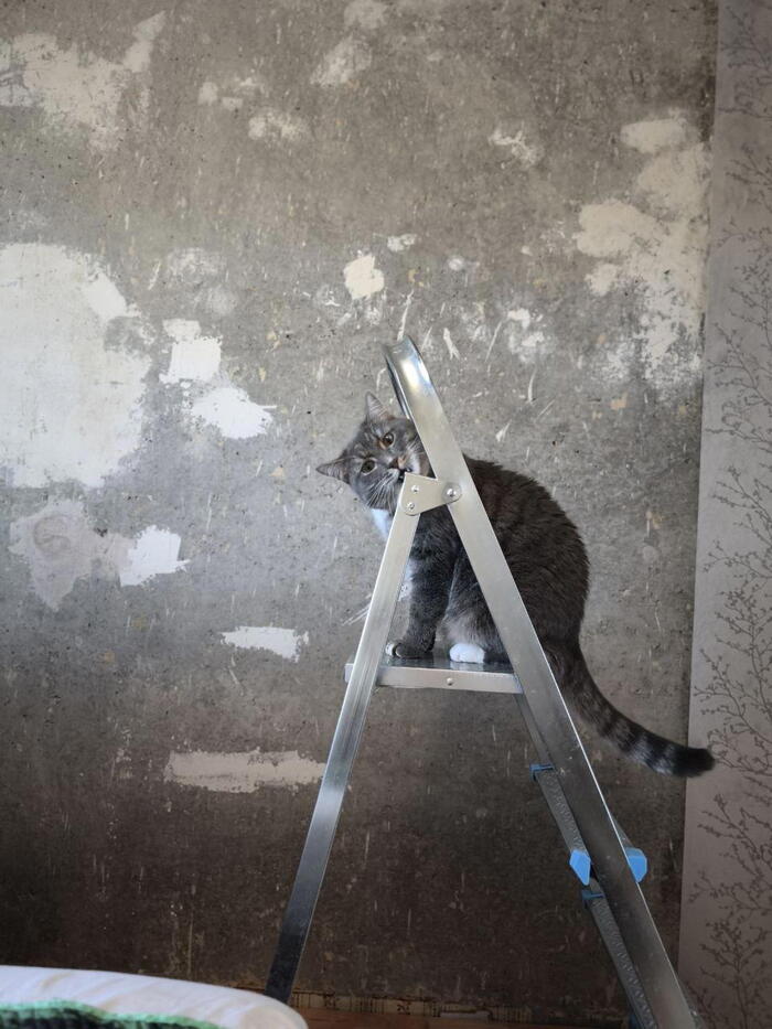 Высоко сижу. Далеко гляжу. И стремянка такая вкусная. Ням-ням