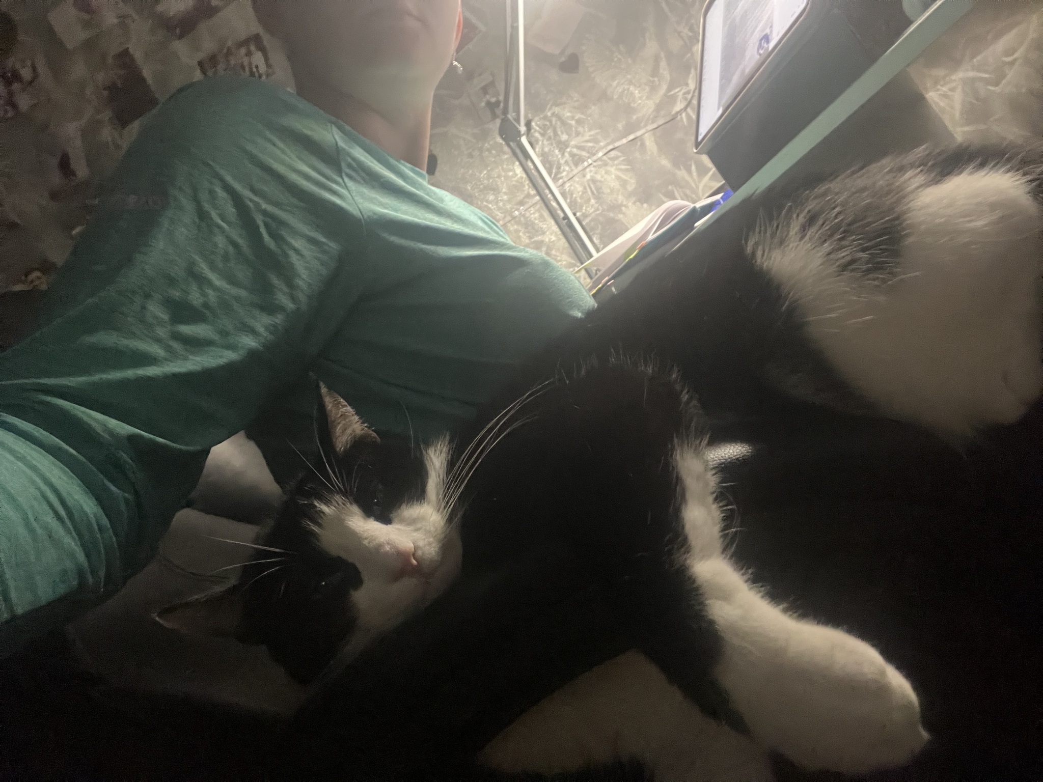 I'll tell you an unusual story that I couldn't even imagine in my life) It's both funny and sad - My, In good hands, Annexe, cat, Question, Ask Peekaboo, Longpost